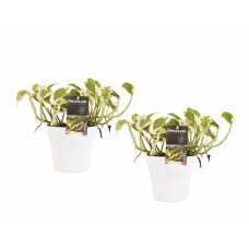 Decorum Duo Scindapsus Njoy met potten Anna White