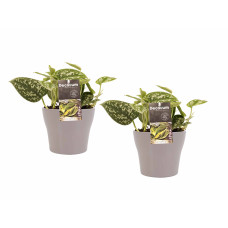 Decorum Duo Scindapsus Pictus Trebie met potten Anna Taupe