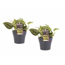 Decorum Duo Scindapsus Pictus Trebie met potten Anna Grey