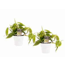 Decorum Duo Philodendron Scandens met potten Anna White