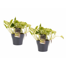 Decorum Duo Scindapsus Marble Queen met potten Anna Grey