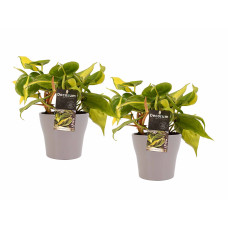 Decorum Duo Philodendron Brazil met potten Anna Taupe