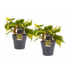 Decorum Duo Philodendron Brazil met potten Anna Grey