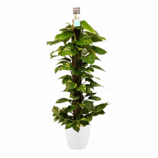 Decorum Scindapsus Mosstok 120 cm met Elho brussels white