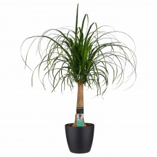 Decorum Beaucarnea Recht met Elho brussels black