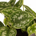 Decorum Combipakket Scindapsus Aureum - Njoy - Pictus Trebie - Marble Queen met potten Anna White