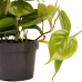 Decorum Duo Philodendron Brazil - Philodendron Scandens met potten Anna Taupe