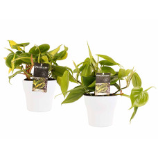 Decorum Duo Philodendron Brazil - Philodendron Scandens met potten Anna White