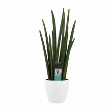 Decorum Sansevieria Cylindrica rocket met Elho brussels white