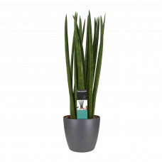 Decorum Sansevieria Cylindrica spaghetti met Elho brussels antracite