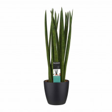 Decorum Sansevieria Cylindrica spaghetti met Elho brussels black