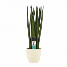 Decorum Sansevieria Cylindrica spaghetti met Elho brussels soap