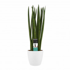 Decorum Sansevieria Cylindrica spaghetti met Elho brussels white