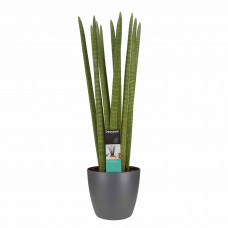 Decorum Sansevieria Cylindrica straight met Elho brussels antracite