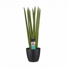 Decorum Sansevieria Cylindrica straight met Elho brussels black