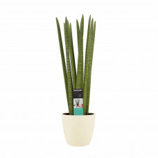 Decorum Sansevieria Cylindrica straight met Elho brussels soap