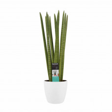 Decorum Sansevieria Cylindrica straight met Elho brussels white