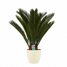 Decorum Cycas Revoluta met Elho brussels soap