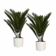 Decorum Duo Cycas Revoluta met Elho b.for white