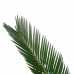 Decorum Duo Cycas Revoluta met Elho b.for white