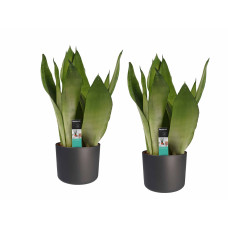 Decorum Duo Sansevieria Moonshine met Elho b.for antracite