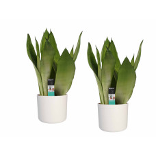 Decorum Duo Sansevieria Moonshine met Elho b.for white