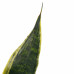 Decorum Duo Sansevieria Superba met Elho b.for antracite