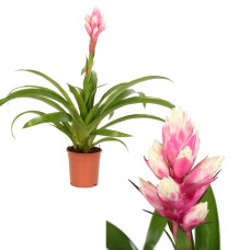 12cm Guzmania Candy