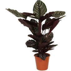 19cm Calathea ornata