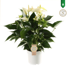 14cm Anthurium white