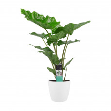 Decorum Alocasia portadora met ELHO brussels white