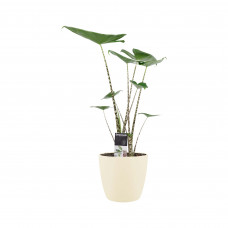 Decorum Alocasia Zebrina met ELHO brussels soap