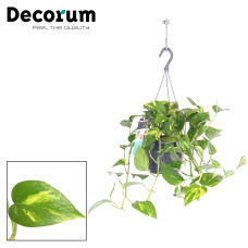 17cm Decorum Epipremnum pinnatum hang