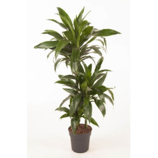 21cm Dracaena Janet Craig 60-30-15