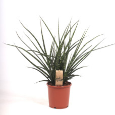17cm Sansevieria Fernwood Punk