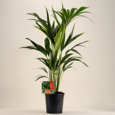 21cm Kentia Palm