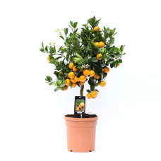 19cm Citrus Calamondin