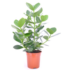 17cm Clusia Rosea Princess