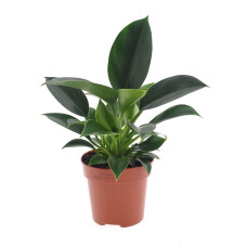 12cm Philodendron Green Princess 