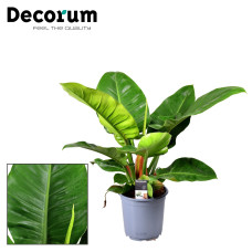 14cm Decorum Philodendron Imperial Green Feel Green