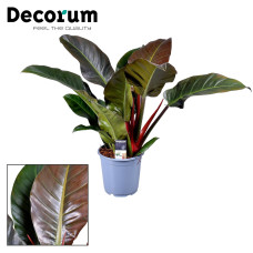 14cm Decorum Philodendron Imperial Red Feel Green