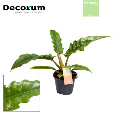 14cm Decorum Philodendron Narrow Escape Feel Green