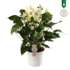 17cm Anthurium White Champion