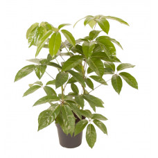 Schefflera Amate