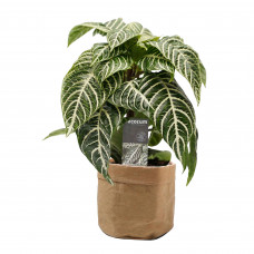 Decorum Botanica Aphelandra Green in Sizo bag (natural)