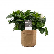 Decorum Gardenia Jasminoïdes in Sizo bag (natural)