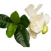 Decorum Gardenia Jasminoïdes in Sizo bag (natural)