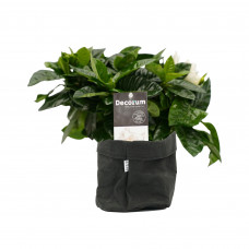 Decorum Gardenia Jasminoïdes in Sizo bag (zwart)