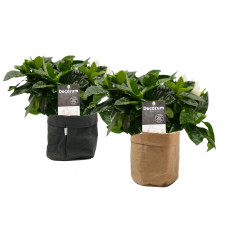 Combinatie Decorum Gardenia Jasminoïdes in Sizo bag (zwart en natural)