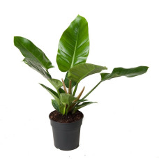19cm Philodendron Imperial Green